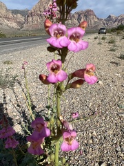 Penstemon bicolor roseus