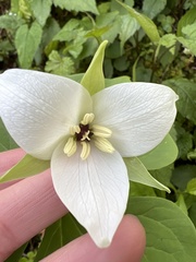 Trillium simile