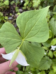 Trillium simile