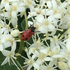 Pelonides quadripunctata