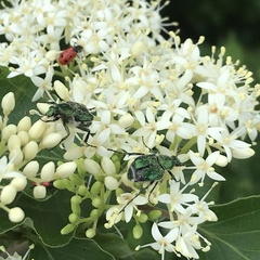Pelonides quadripunctata