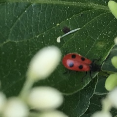 Pelonides quadripunctata