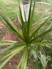 Rhapis excelsa