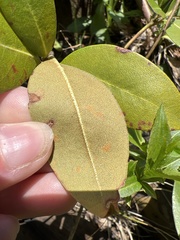 Rhododendron smokianum