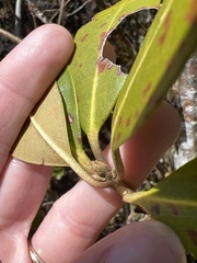 Rhododendron smokianum