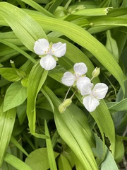 Tradescantia ozarkana
