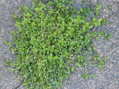 Stellaria media