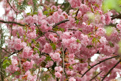 Prunus serrulata