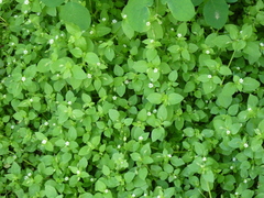 Stellaria media