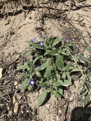 Phacelia davidsonii
