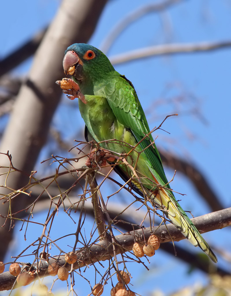 Thectocercus