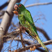 Blue-crowned Parakeet - Photo (c) HÃ¥kan Sandin, some rights reserved (CC BY-SA)