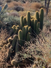 Golden Torch (Trichocereus spachianus)