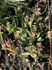 Delosperma carterae