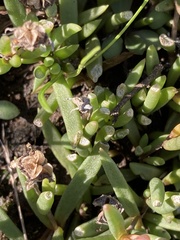 Delosperma carterae