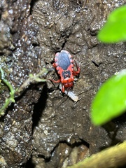 Haematoloecha nigrorufa