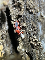 Haematoloecha nigrorufa