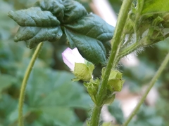 Malva nicaeensis