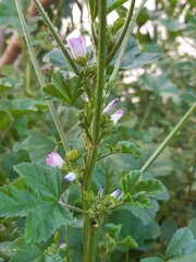 Malva nicaeensis