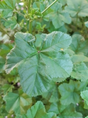Malva nicaeensis