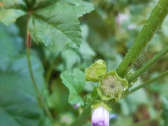 Malva nicaeensis