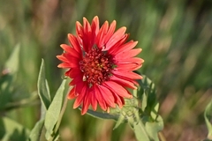 Gaillardia amblyodon