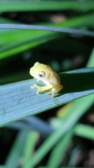 Zhangixalus taipeianus