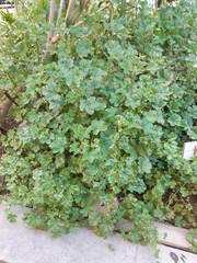 Malva nicaeensis