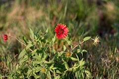Gaillardia amblyodon