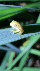 Zhangixalus taipeianus