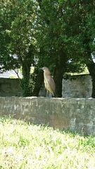 Gorsachius melanolophus