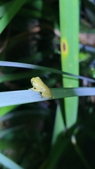 Zhangixalus taipeianus