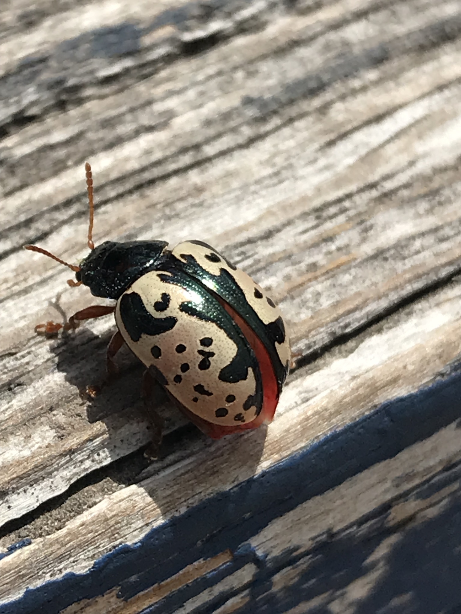 Calligrapha scalaris (J.E.LeConte, 1824)