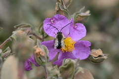 Eucera