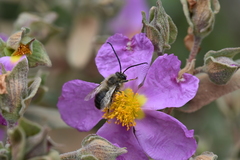 Eucera