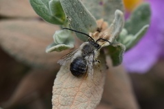 Eucera