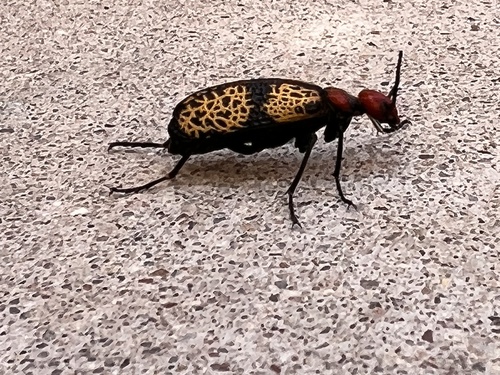 Iron Cross Blister Beetle photo 4
