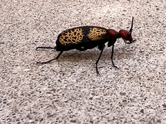 Tegrodera aloga