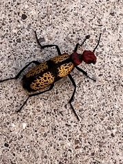 Tegrodera aloga