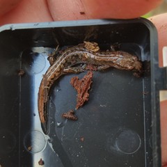 Desmognathus aeneus