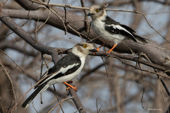 Prionops plumatus poliocephalus