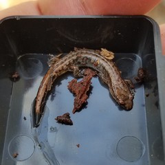 Desmognathus aeneus