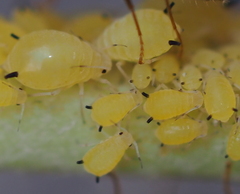 Aphis verbasci