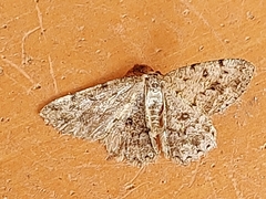 Gnophini