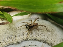 Pardosa laura