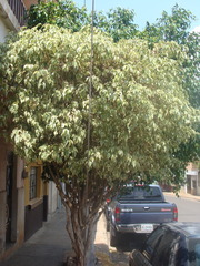 Ficus retusa