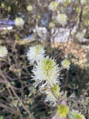 Fothergilla gardenii