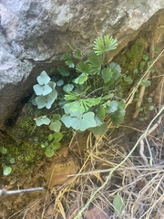 Actiniopteris radiata