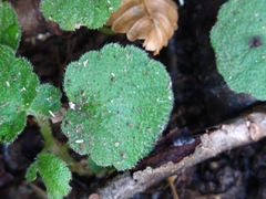 Dysopsis glechomoides