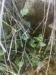 Actiniopteris radiata